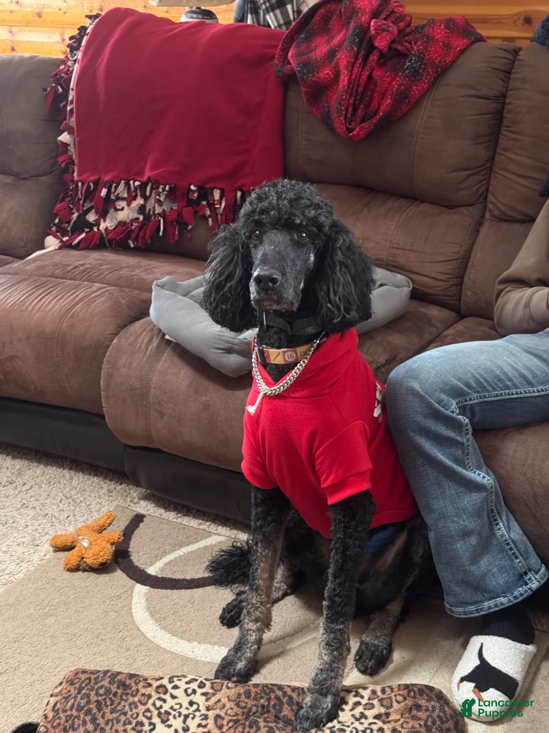 Standard Poodle dogs for sale: Opal - Ad 6