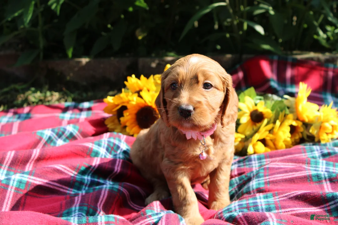 Mixed Breed dogs for sale: Posey - Irish Goldendoodle  - Ad 34