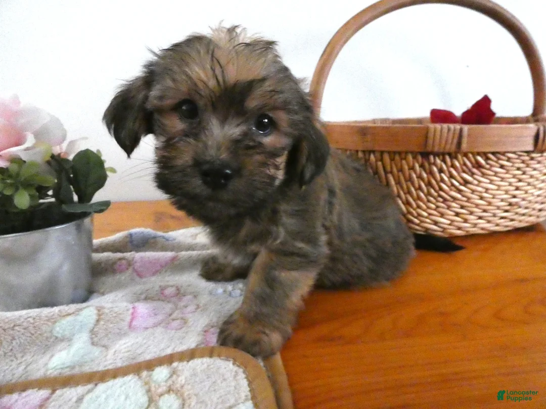 Morkie dogs for sale: Morkie Puppy 3 Sparky - Ad 1