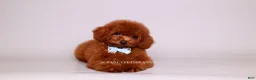 Toy Poodle dogs for sale: VISITA PER FORTUNA SHAX - Ad 2