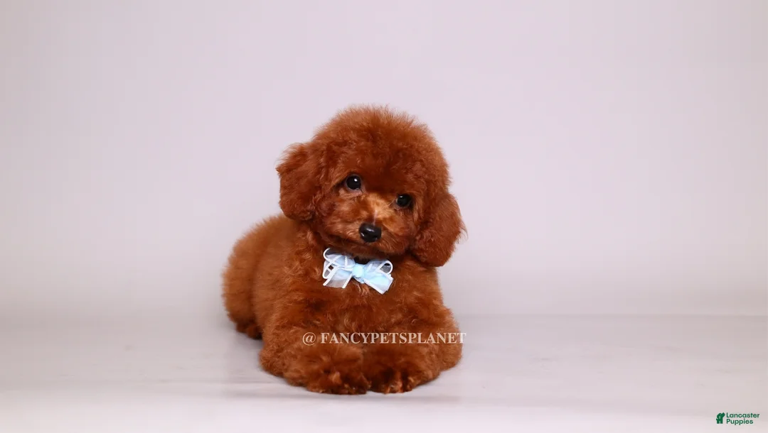 Toy Poodle dogs for sale: VISITA PER FORTUNA SHAX - Ad 2