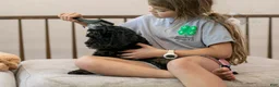 Bernedoodle dogs for sale: Acadia - Ad 20