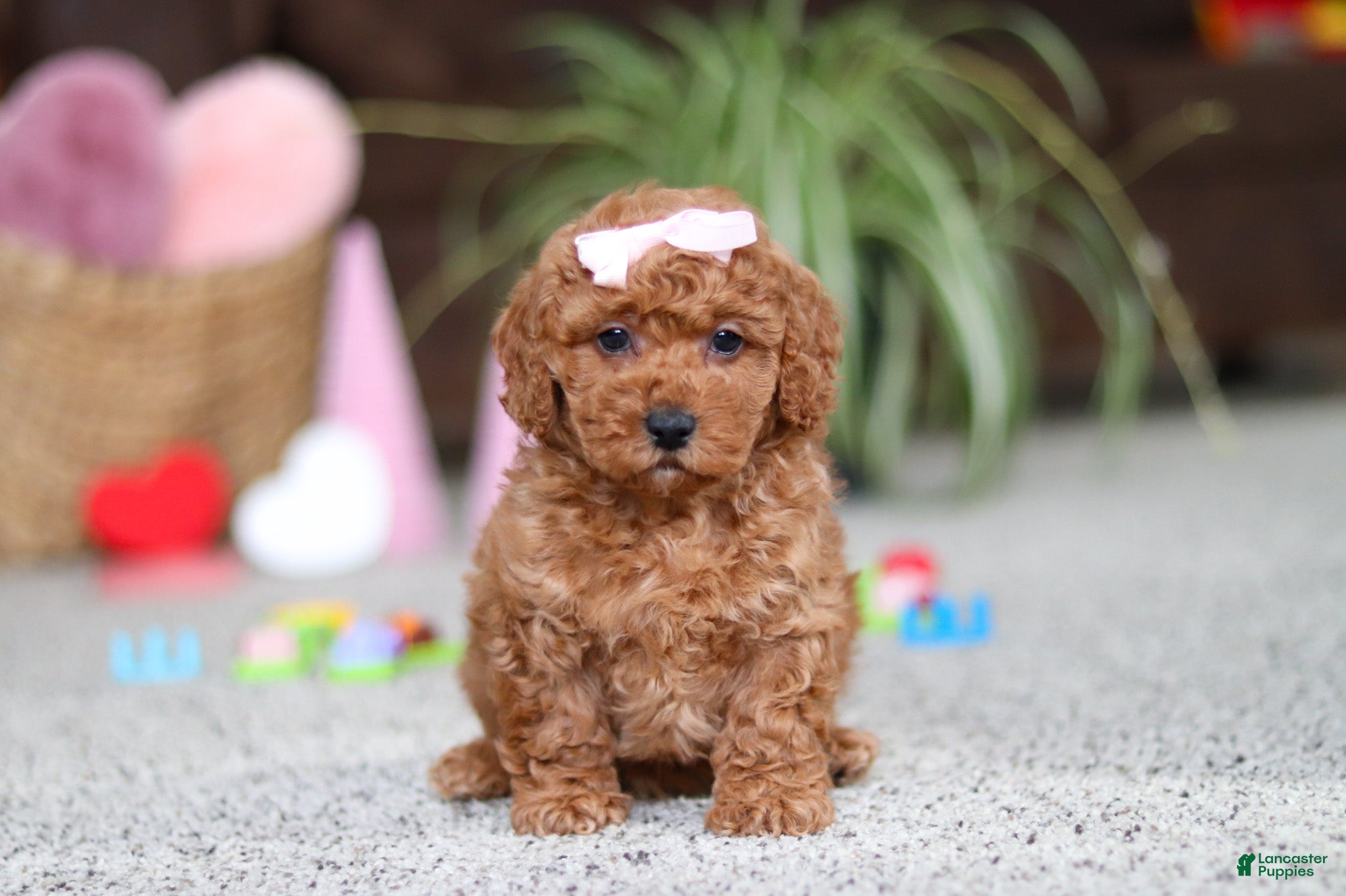 Cavapoo dogs Angel - Ad 35