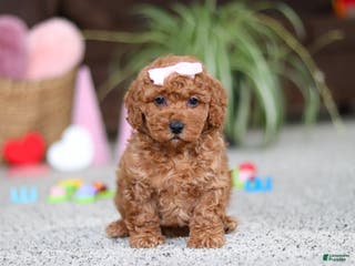 Cavapoo dogs Angel - Ad 35