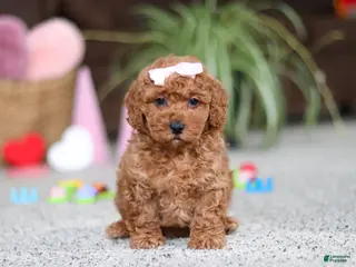 Cavapoo dogs Angel - Ad 24