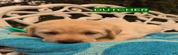 Labrador Retriever dogs for sale: Foxy - Ad 22