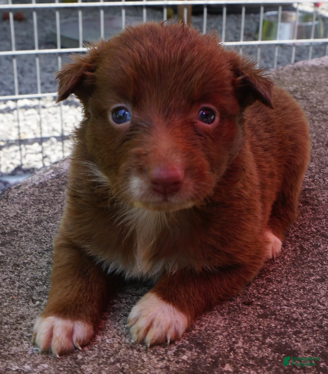Border Collie dogs for sale: MEADOW - Ad 2