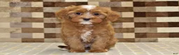 Cavapoo dogs for sale: Indy - Ad 3