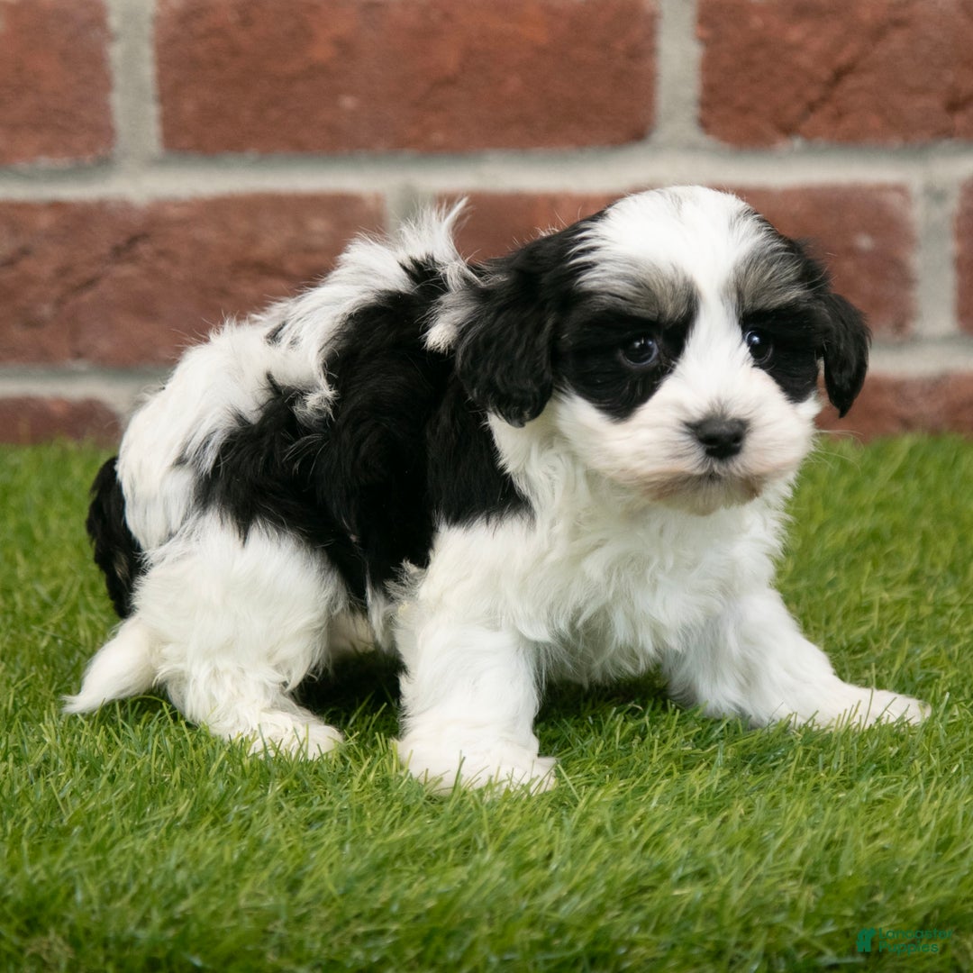 Havapoo dogs for sale: Leo - Ad 8