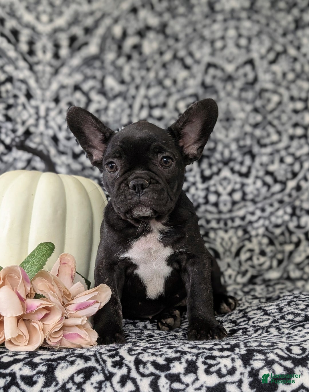 French Bulldog dogs for sale: Nadia - Ad 3