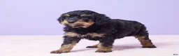 Mini Bernedoodle dogs for sale: Ruger - Ad 9