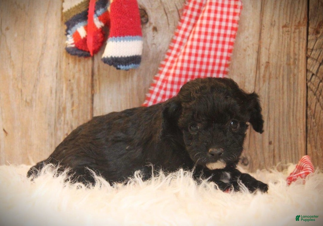 Cavapoo dogs for sale: Turbo - Ad 2