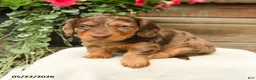 Dachshund dogs for sale: Adaline - Ad 3