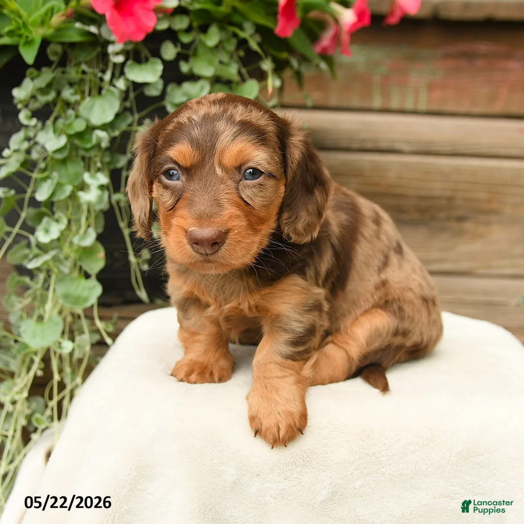Dachshund dogs for sale: Adaline - Ad 3