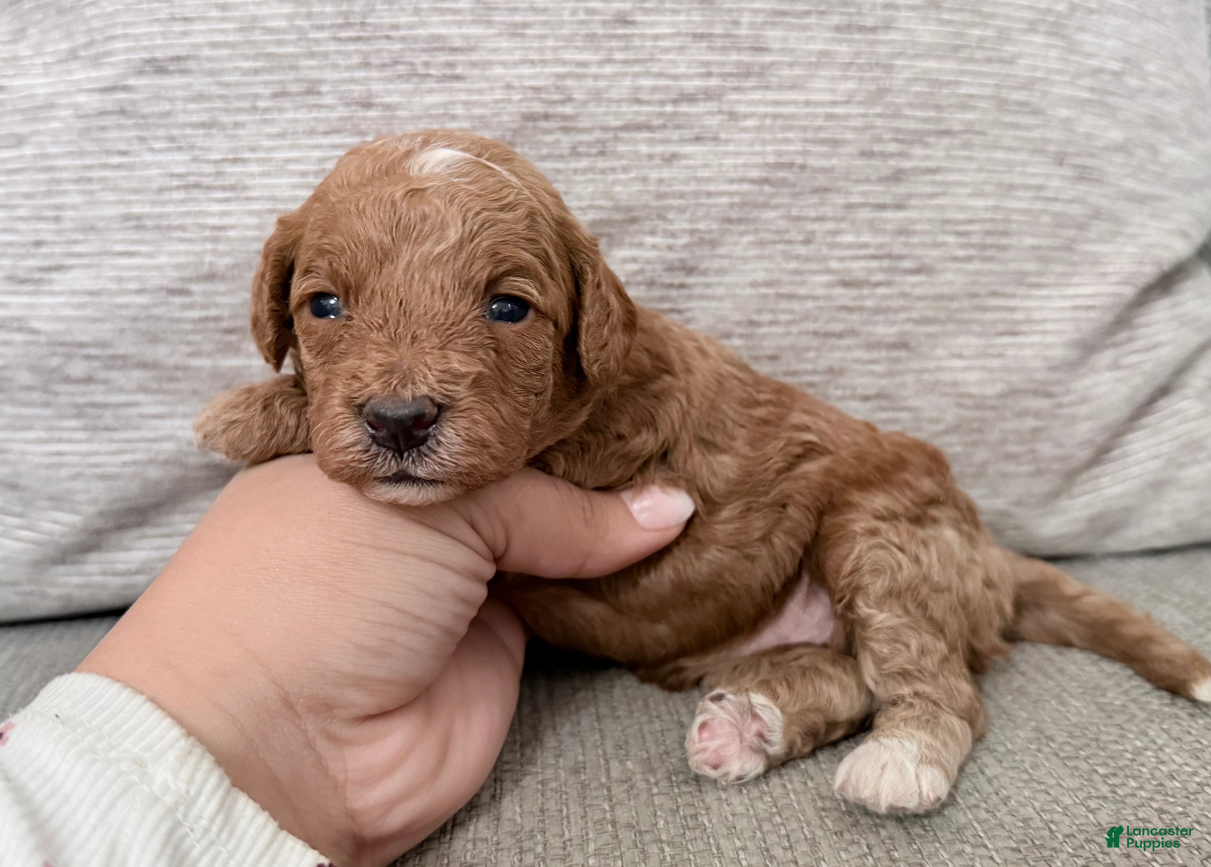 Mini Goldendoodle dogs Mini Goldendoodle Puppy 2 - Ad 19