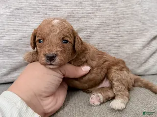 Mini Goldendoodle dogs Mini Goldendoodle Puppy 2 - Ad 4