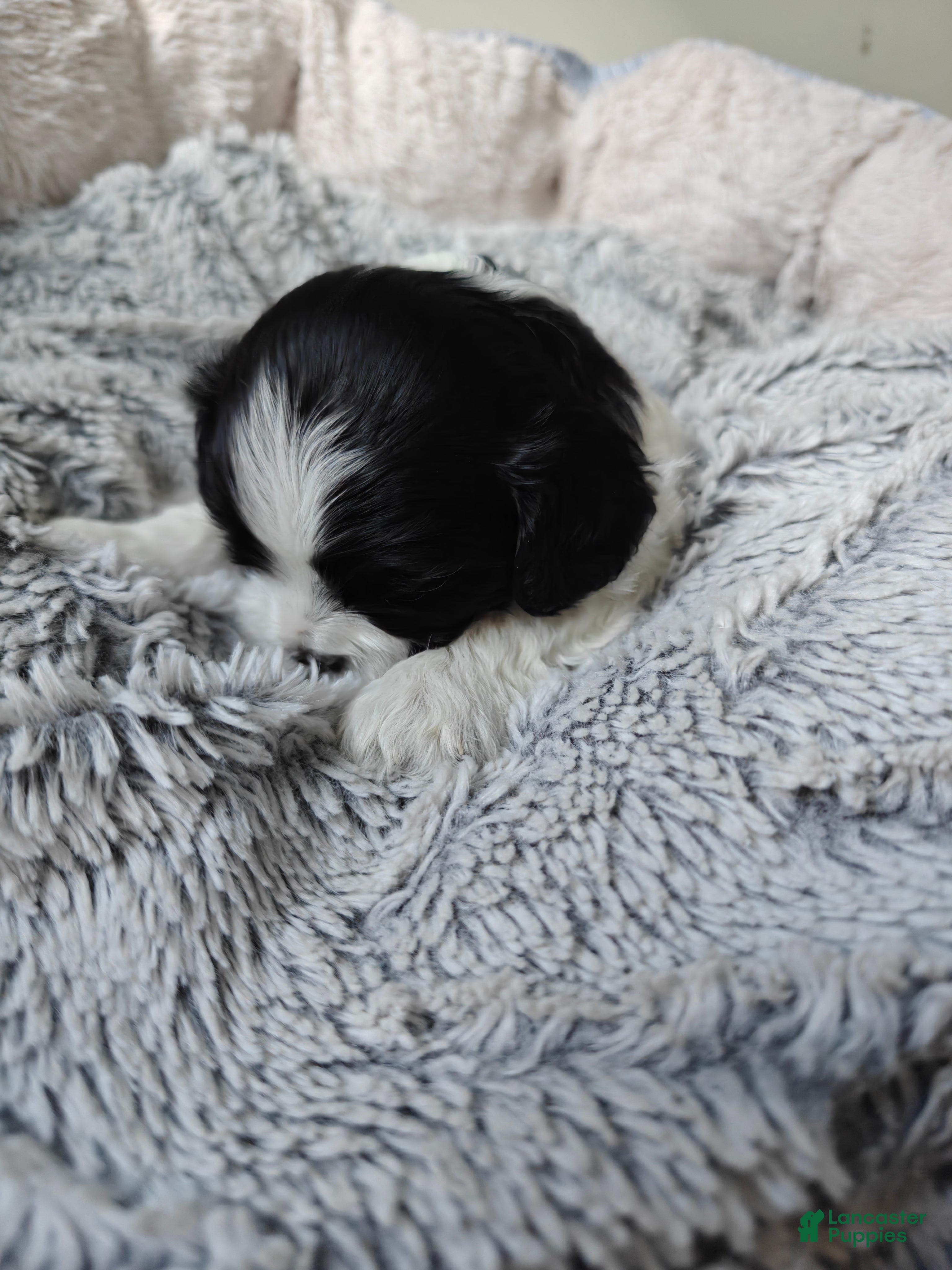 Mixed Breed dogs for sale: Chungus - Ad 4