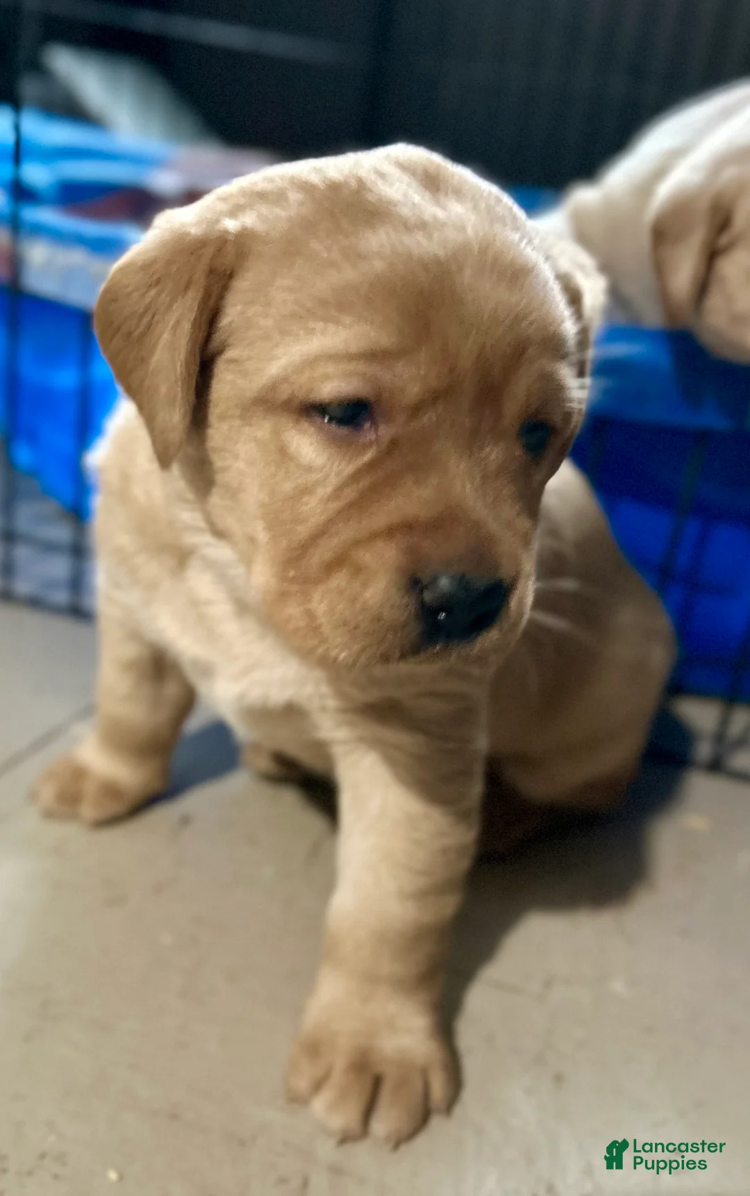 Labrador Retriever dogs for sale: Red - Ad 2