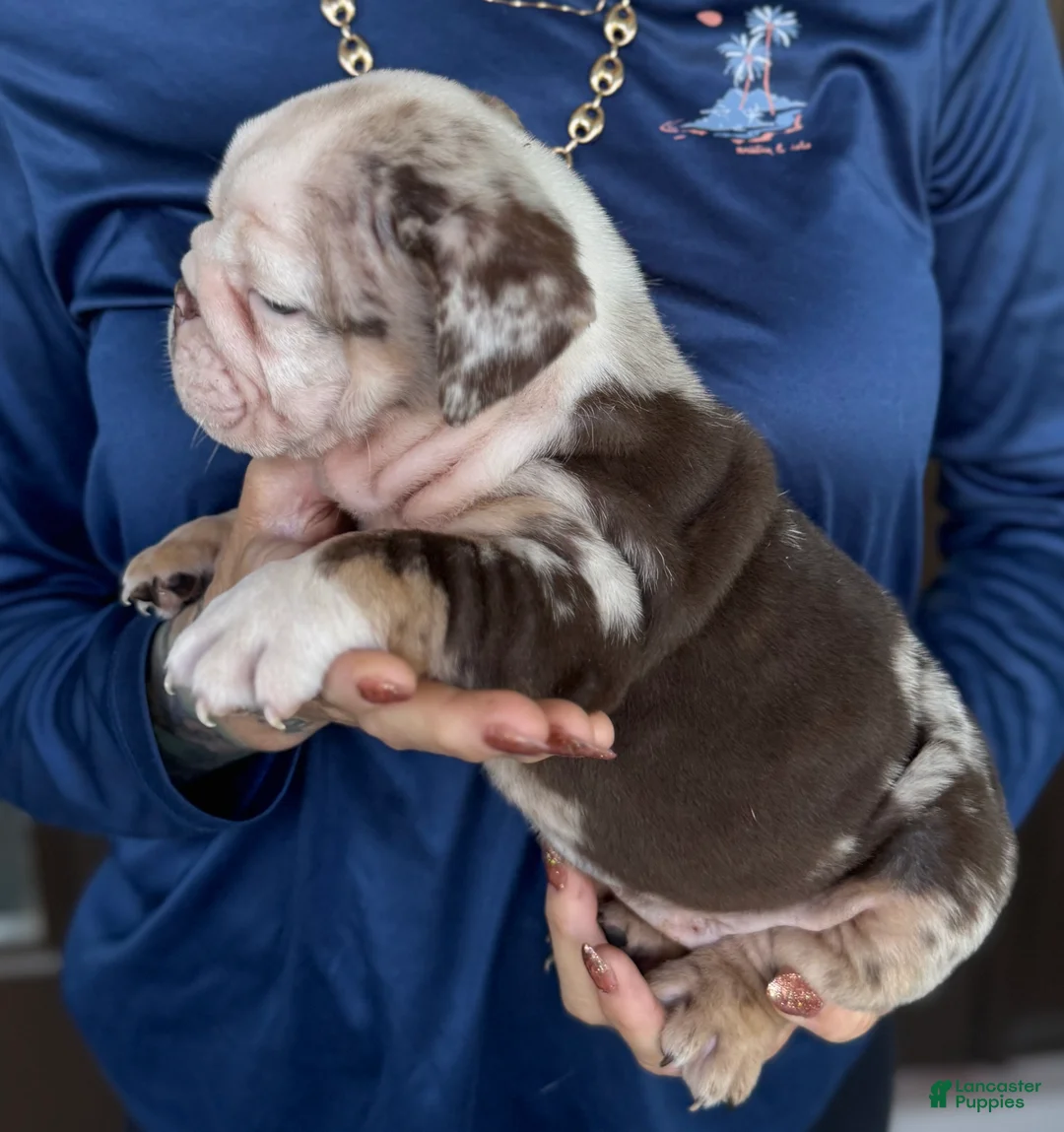 English Bulldog dogs for sale: English Bulldog 2 - Ad 2