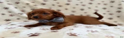 Cavapoo dogs for sale: Dax - Ad 8