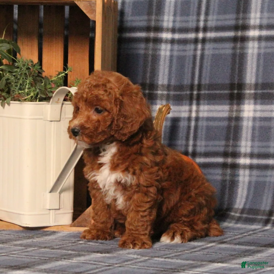 Miniature Poodle dogs for sale: Holland - Ad 5