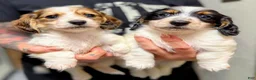 Miniature Dachshund dogs for sale: Miniature Dachshund Puppy 2 - Ad 3