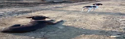 German Shorthaired Pointer dogs for sale: German Shorthaired Pointer 4 - Ad 5