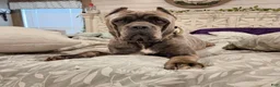 Cane Corso dogs for sale: Cane Corso 2 - Ad 99