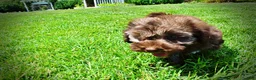 Havapoo dogs for sale: Frisco - Ad 21