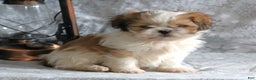 Shih Tzu dogs for sale: Sasha - Ad 6