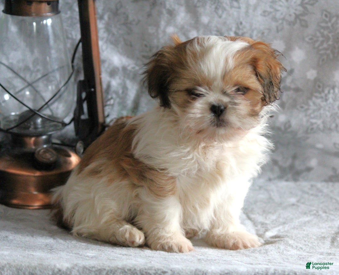 Shih Tzu dogs for sale: Sasha - Ad 6