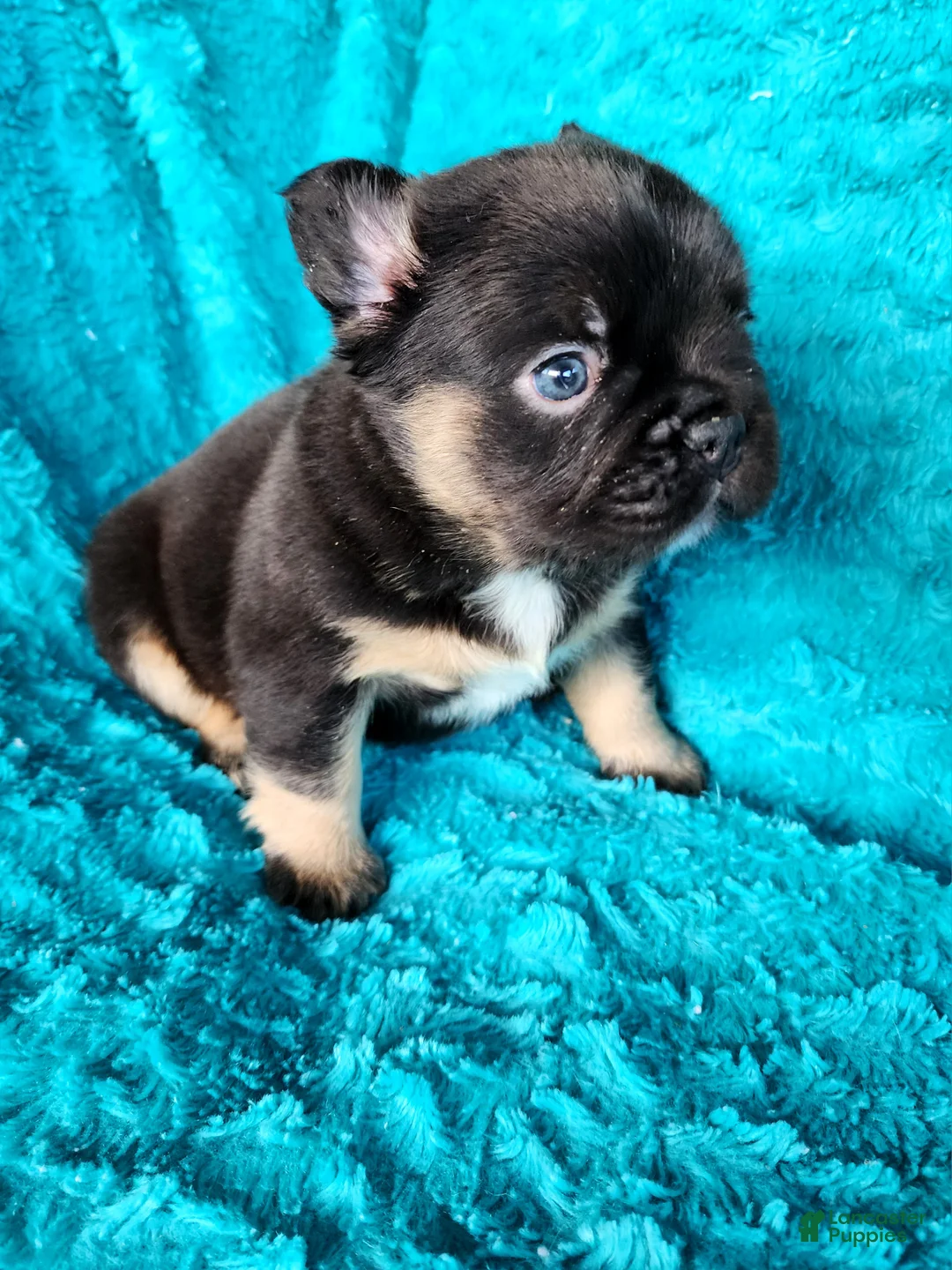 French Bulldog dogs for sale: Grizzly Junior  - Ad 2