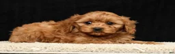 Cavapoo dogs for sale: Teresa - Ad 3