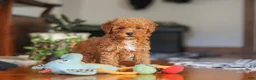 Miniature Poodle dogs for sale: Fiona - Ad 7