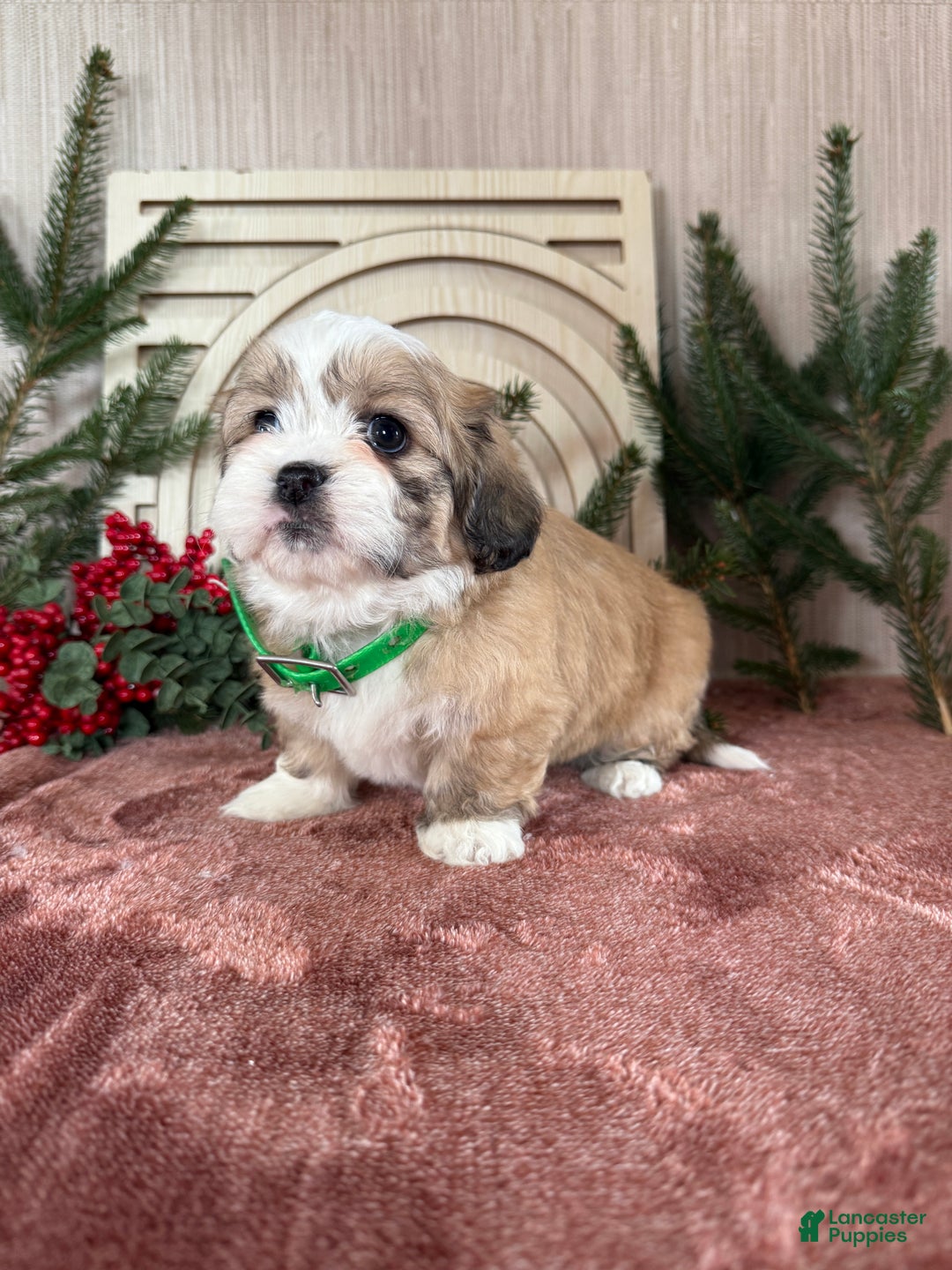 Teddy Bear dogs for sale: Sara - Ad 7