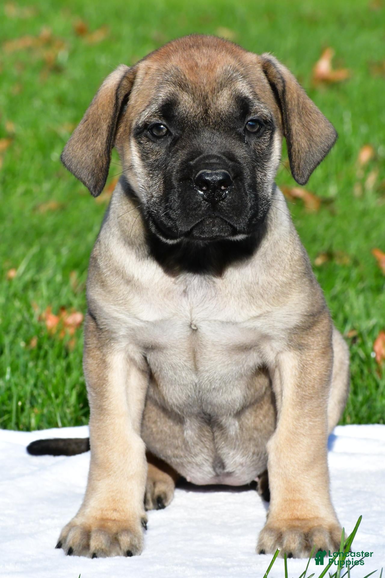 English Mastiff dogs for sale: Luna - Ad 1