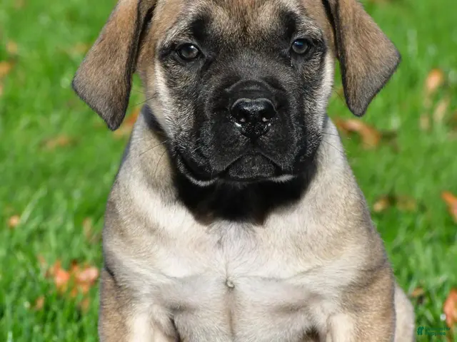 English Mastiff dogs for sale: Luna - Ad 1