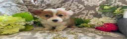 Welsh Corgi Pembroke dogs for sale: Mindy - Ad 5