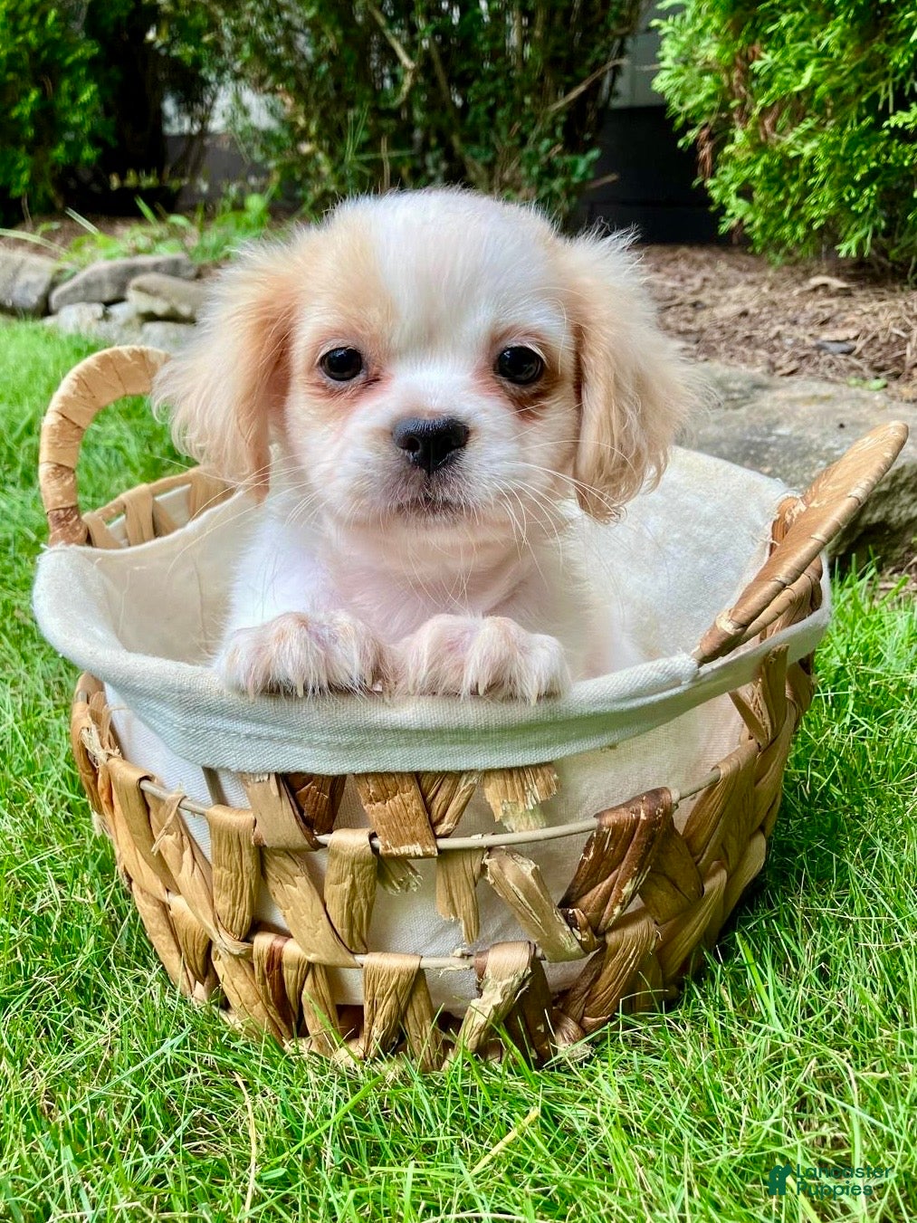 Shih Tzu dogs Hazel - Ad 1