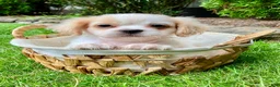 Shih Tzu dogs for sale: Hazel - Ad 1