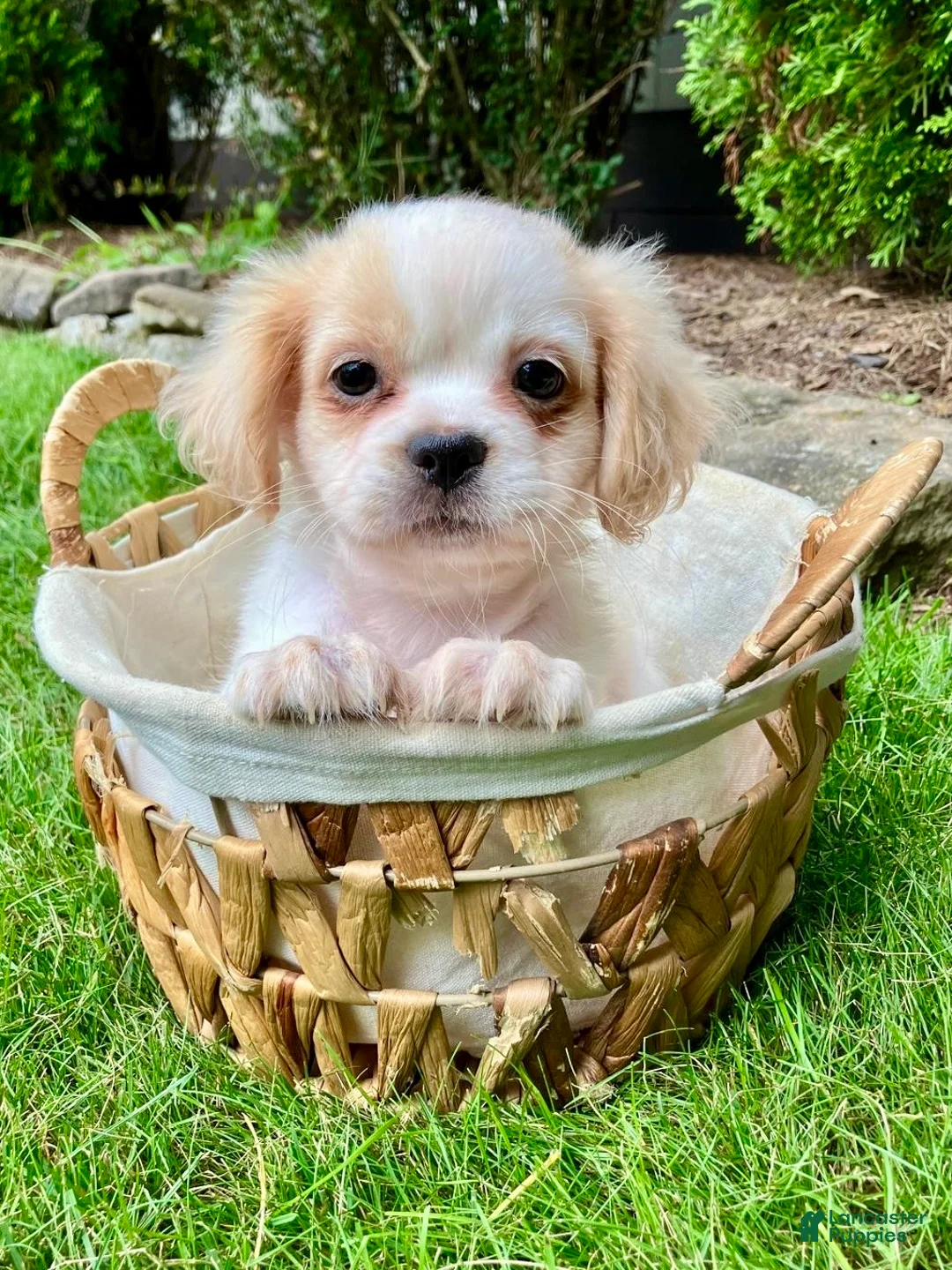 Shih Tzu dogs for sale: Hazel - Ad 1