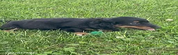 Miniature Dachshund dogs for sale: Addy - Ad 3