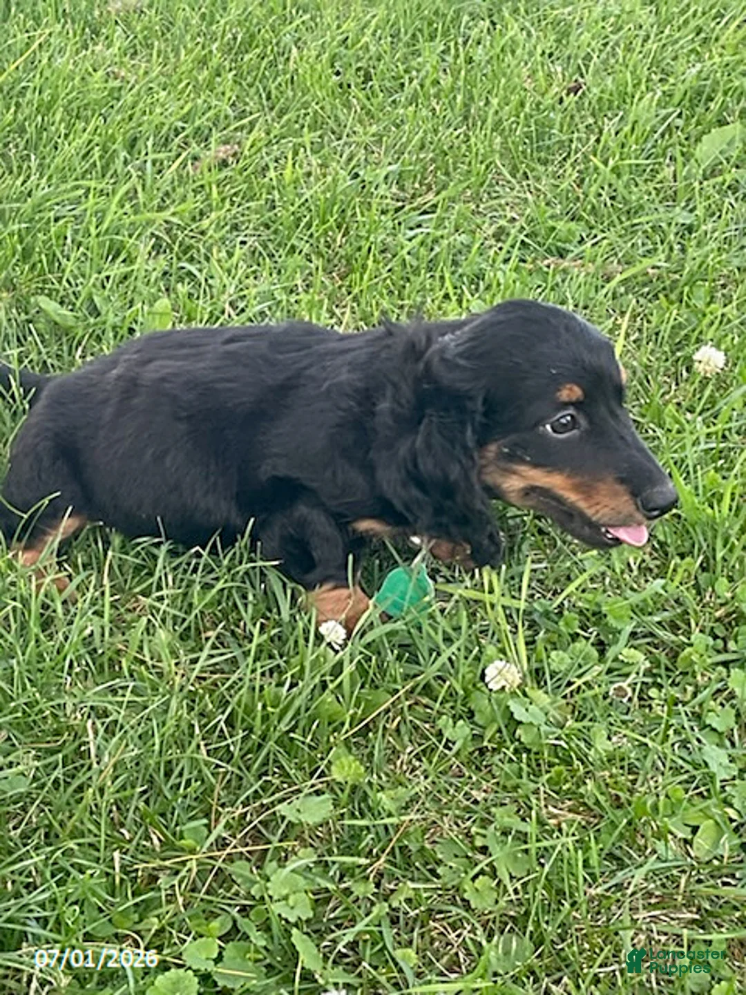 Miniature Dachshund dogs for sale: Addy - Ad 3