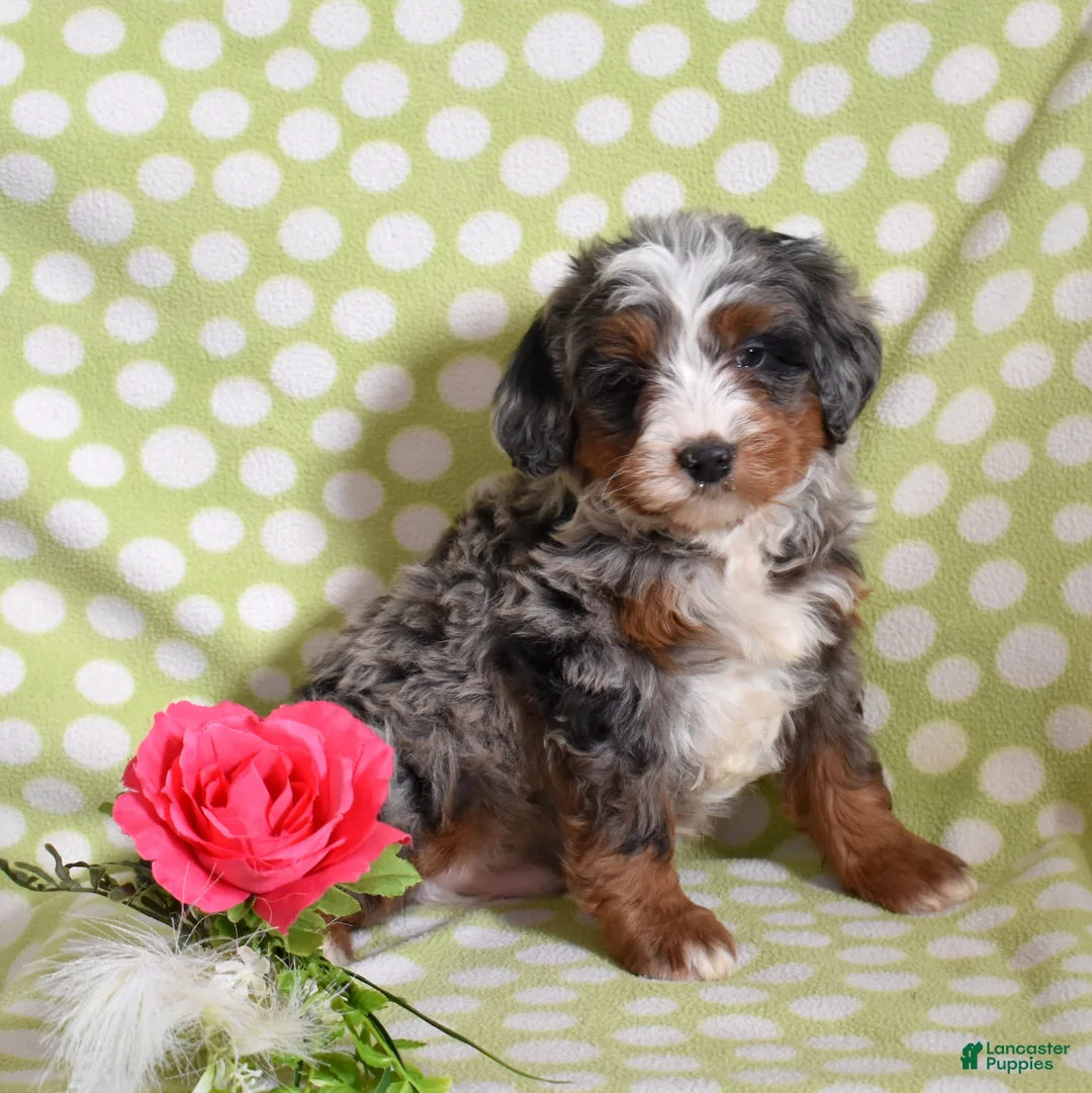 Bernedoodle dogs for sale: Geo  - Ad 5