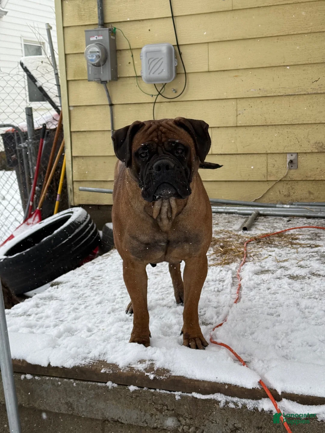 Mixed Breed dogs for sale: Puppy 2 - Ad 2