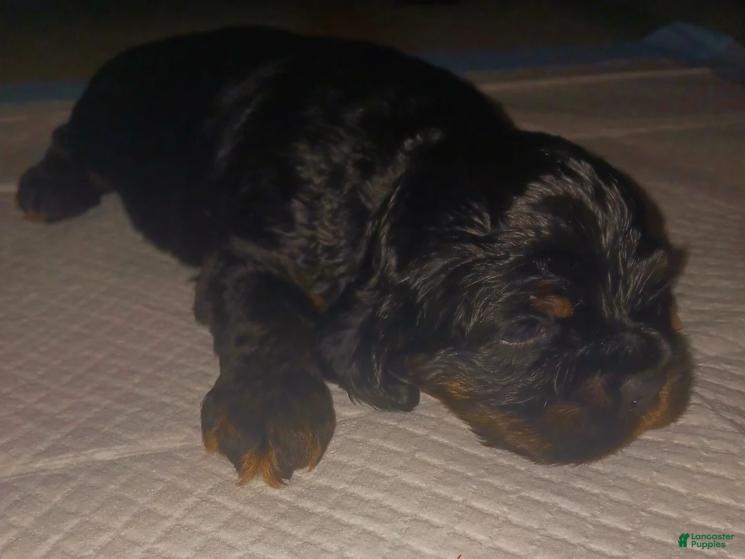 Cocker Spaniel dogs for sale: Cocker Spaniel Puppy 1 - Ad 9