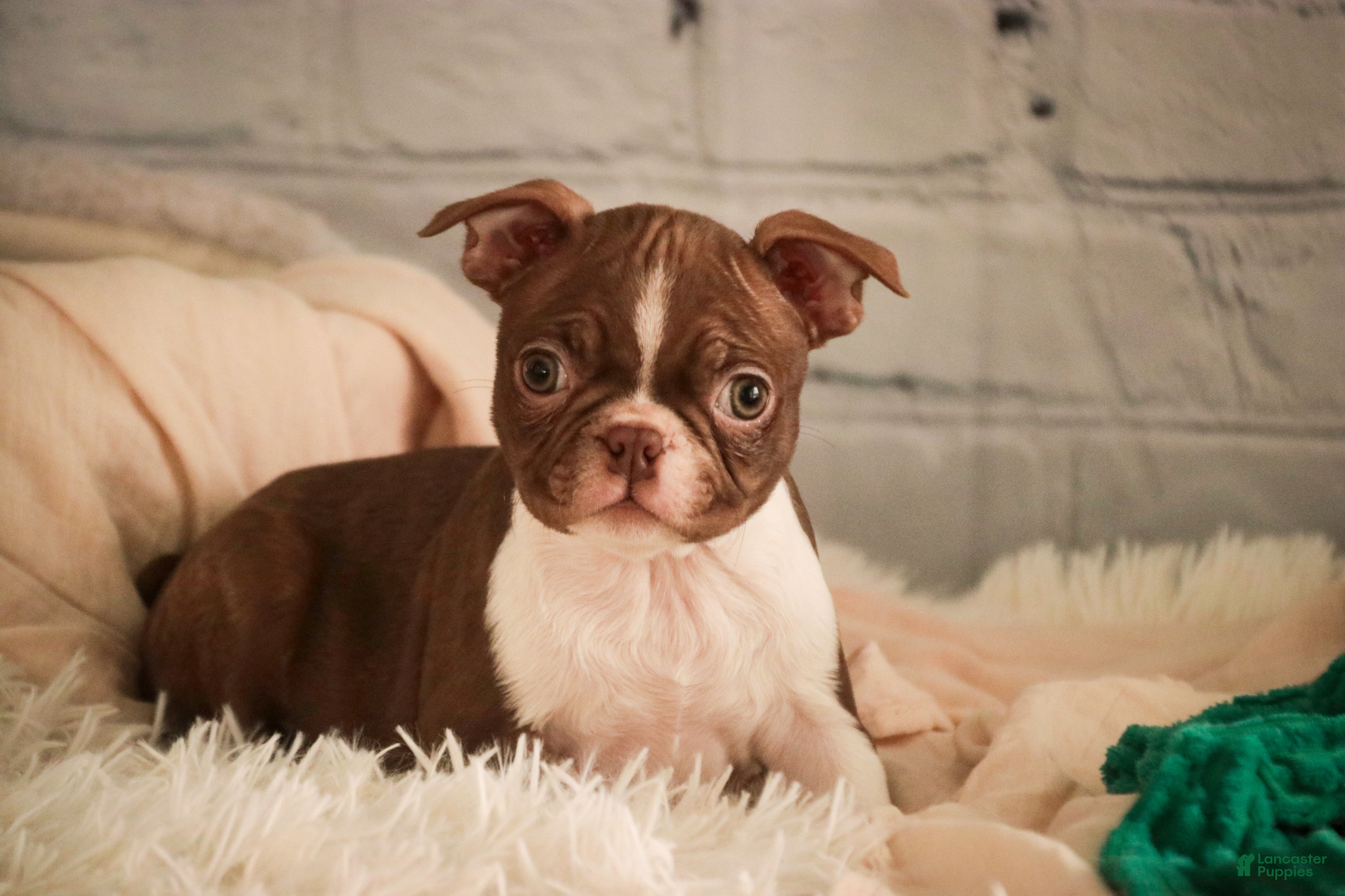 Boston Terrier dogs Kloe - Ad 1