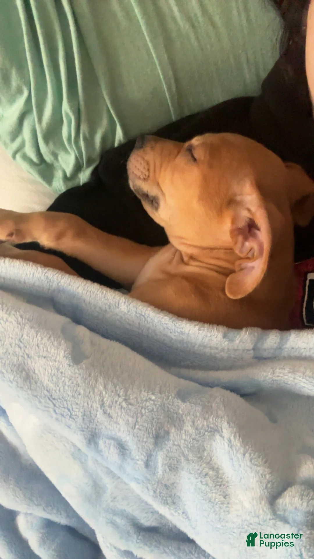 Mixed Breed dogs for sale: Winston  - Ad 1