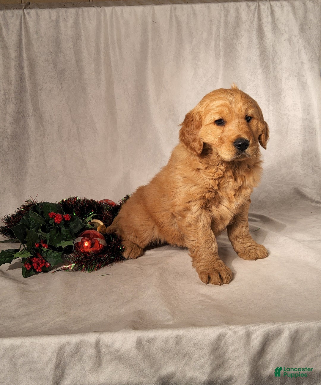 Goldendoodle dogs for sale: Betsy - Ad 8