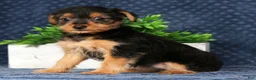 Yorkiepoo dogs for sale: Victoria - Ad 3